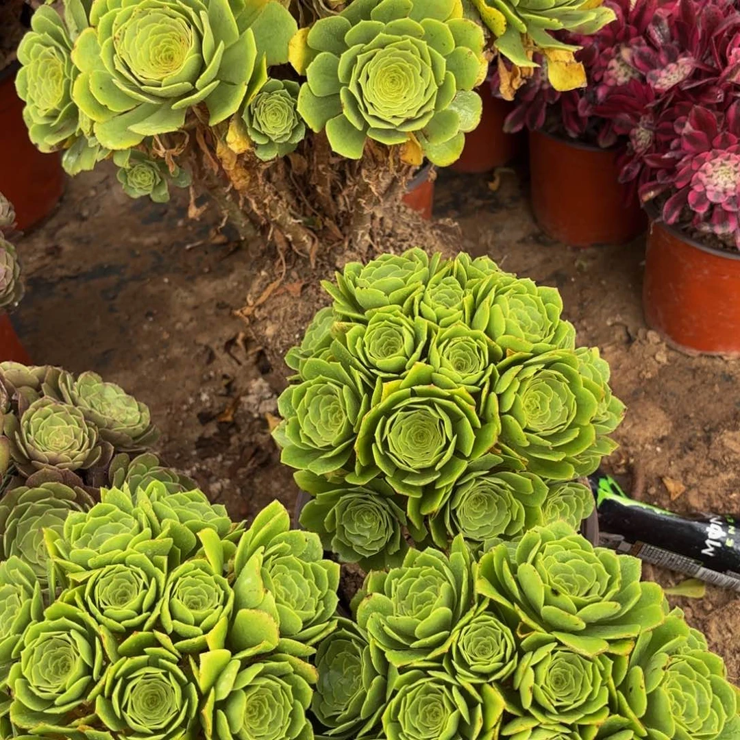 绿玫瑰绣球9.9多肉植物