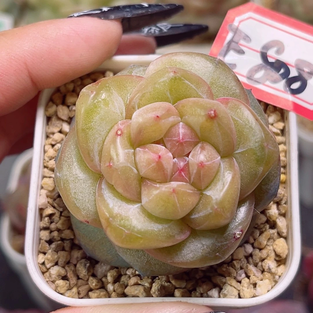 E808一物一拍 朝颜