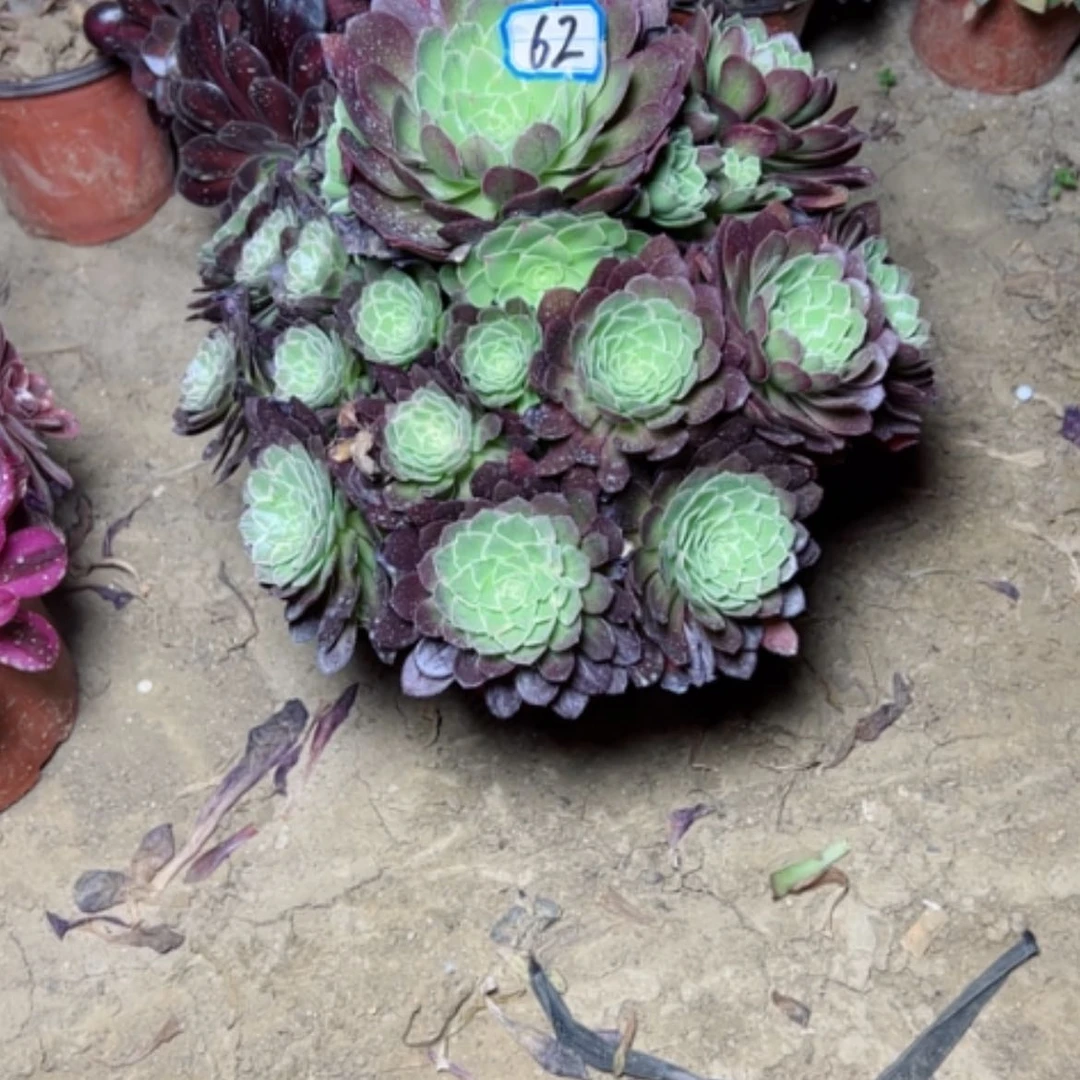 【闪购商品】多肉植物水蜜桃62