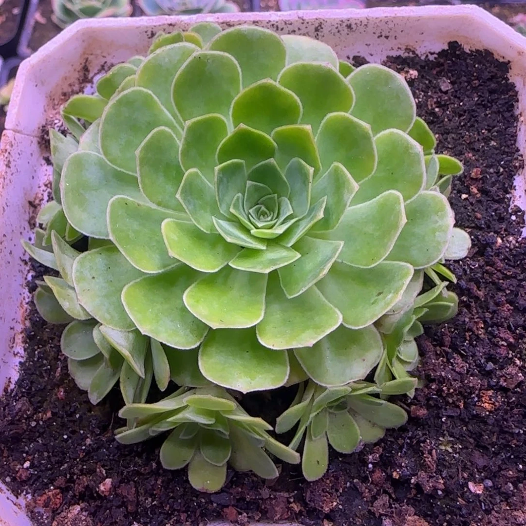 嘿****圈7厘米幻影玫瑰1424575868