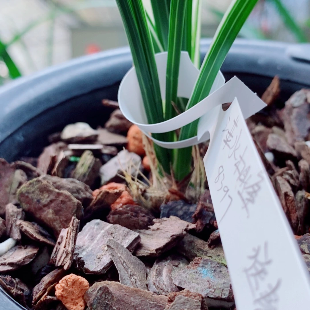 大部分花苞少量开放
