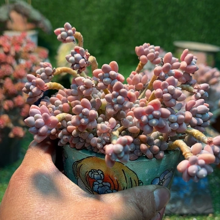 ღ***ঐ472号多肉植物多肉植物