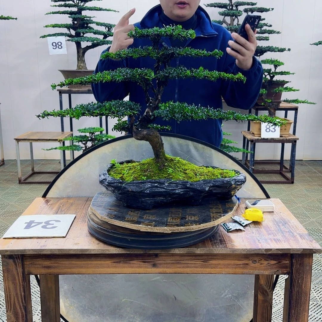 无花朵珍珠红芽罗汉松造型盆景