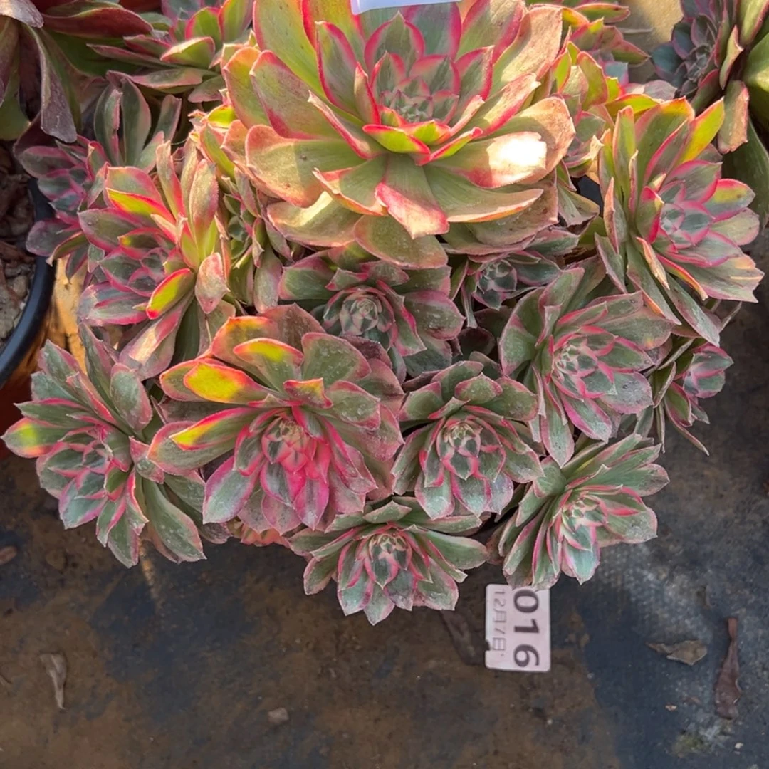 1.2-18云河多肉植物