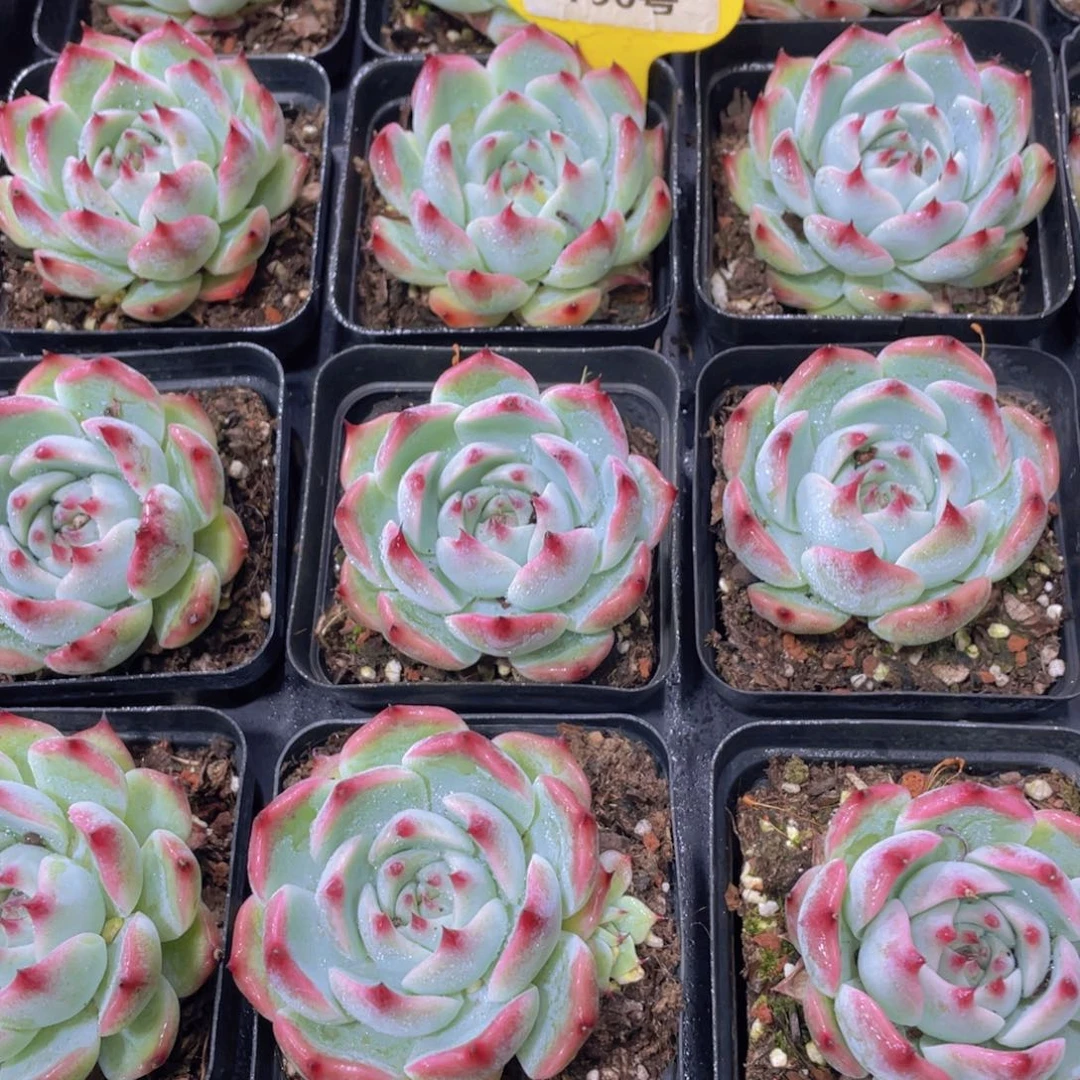 790号 精品吉娃娃单头一个