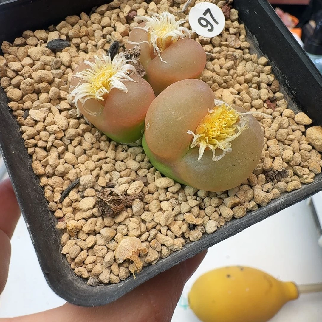 多肉植物福利毛汉尼97