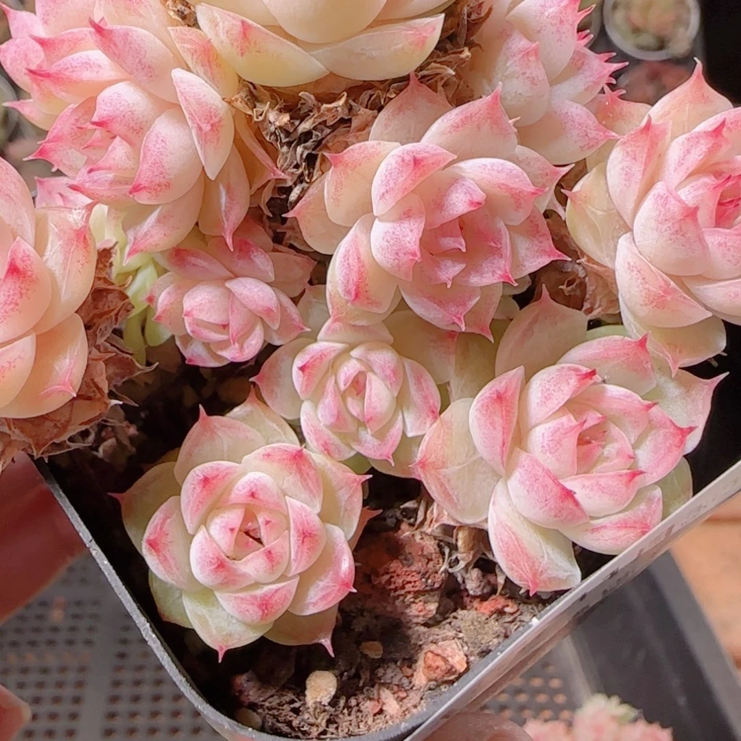 花语逸镜1130-106散