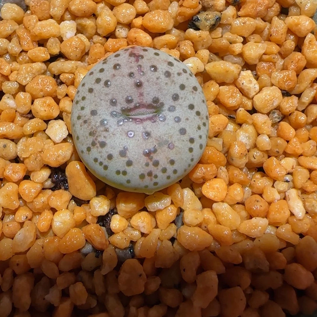 肉锥多肉植物百科-火龙果安贞不带盆1290