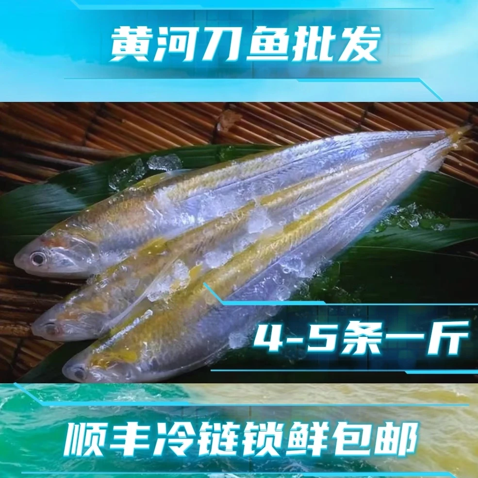 顺丰锁鲜直达品质产自黄河入海口野生黄河刀鱼肉质鲜嫩味道鲜美