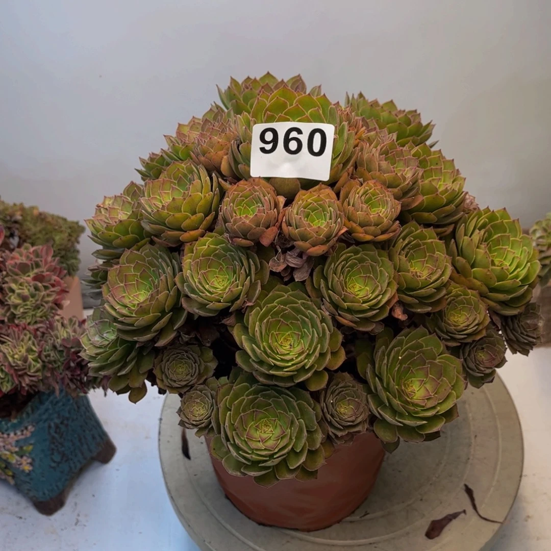 多肉植物红魔960法师