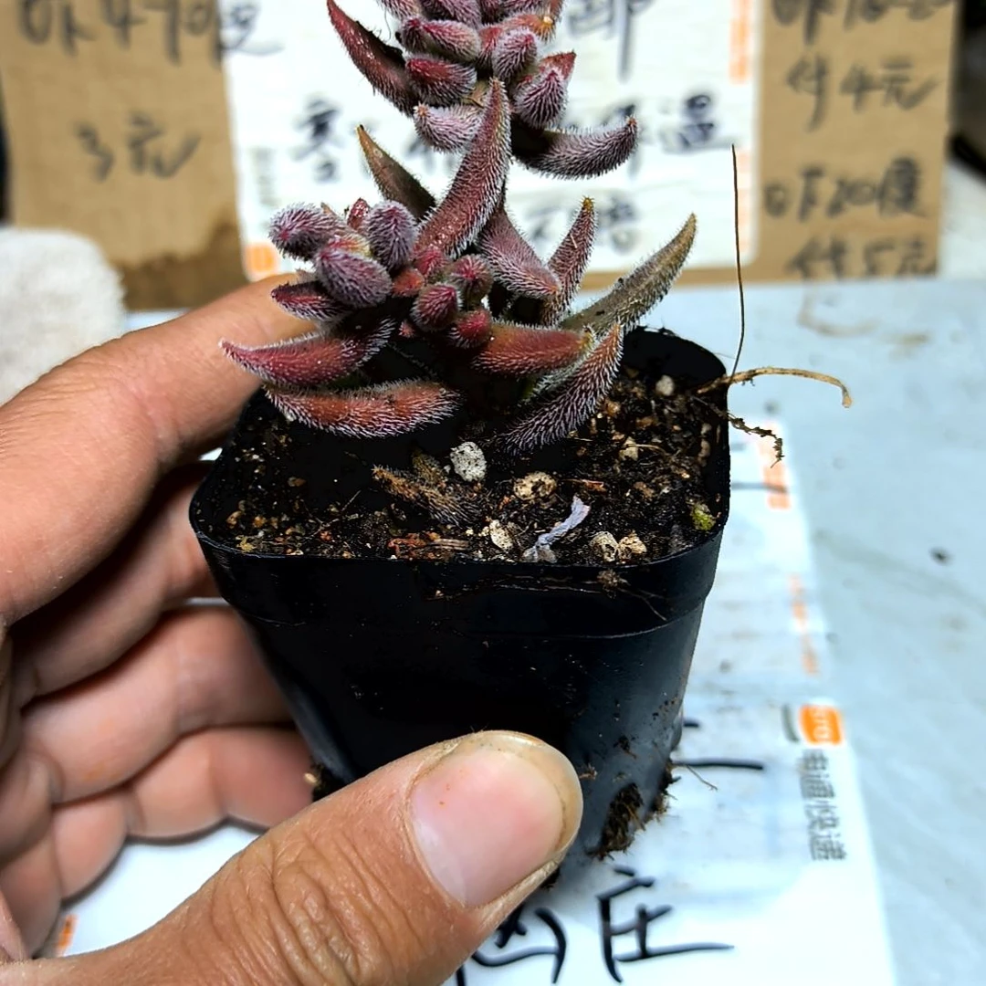 满6元包邮，绒针老庄紫红色