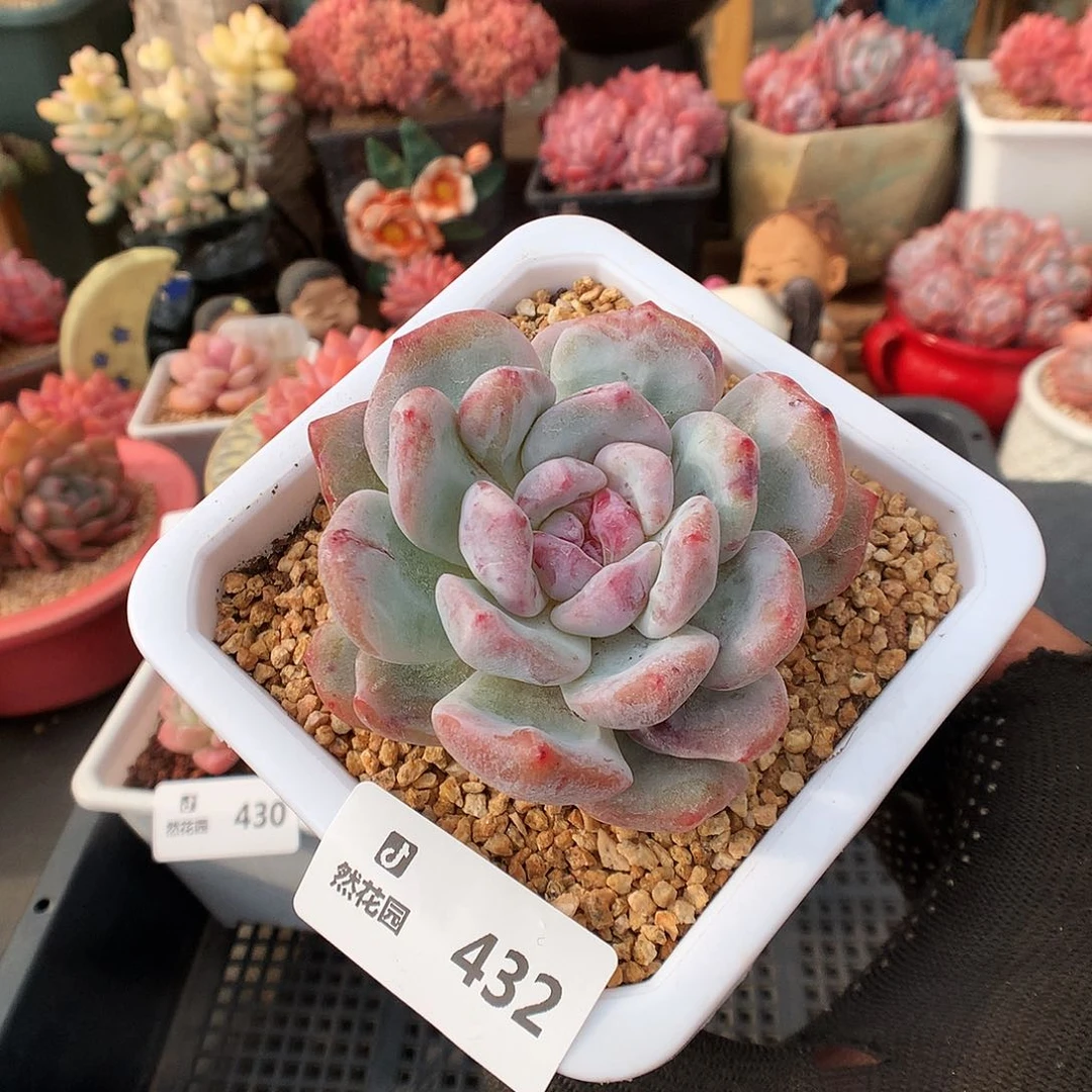 28梦露石化多肉植物336