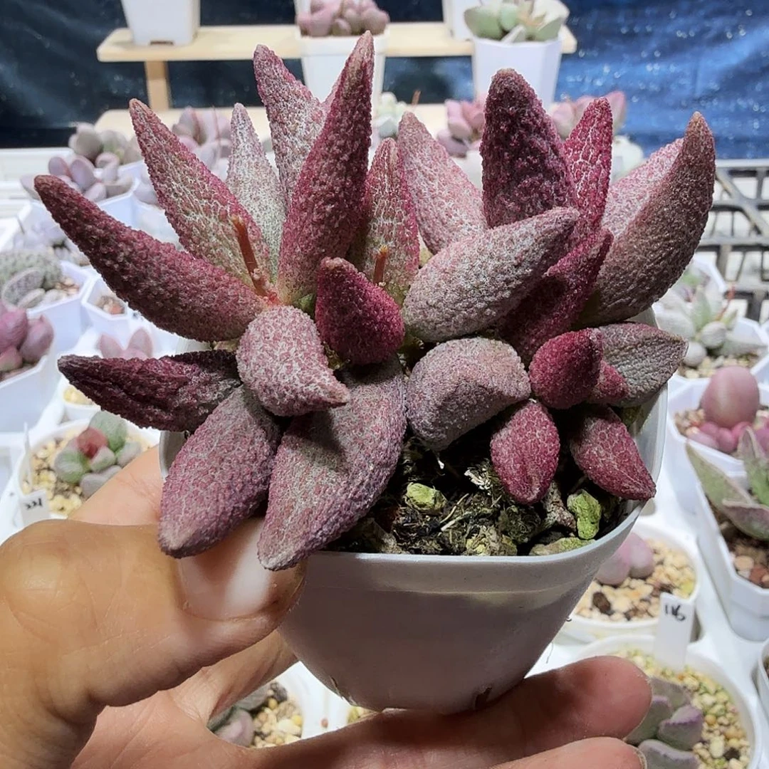 飞****马存红水泡多肉植物