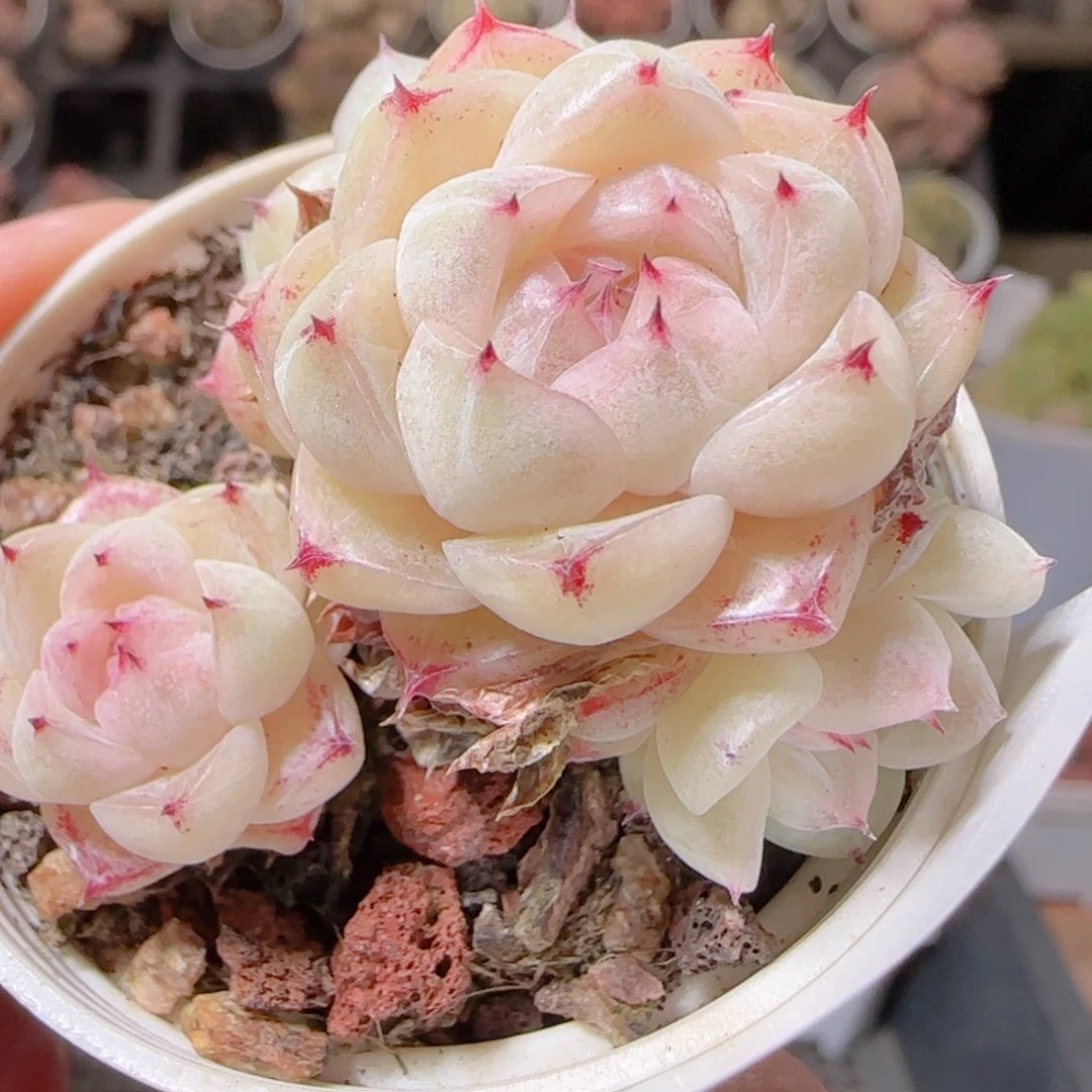 欣***.花语多肉1216-185粉魔散