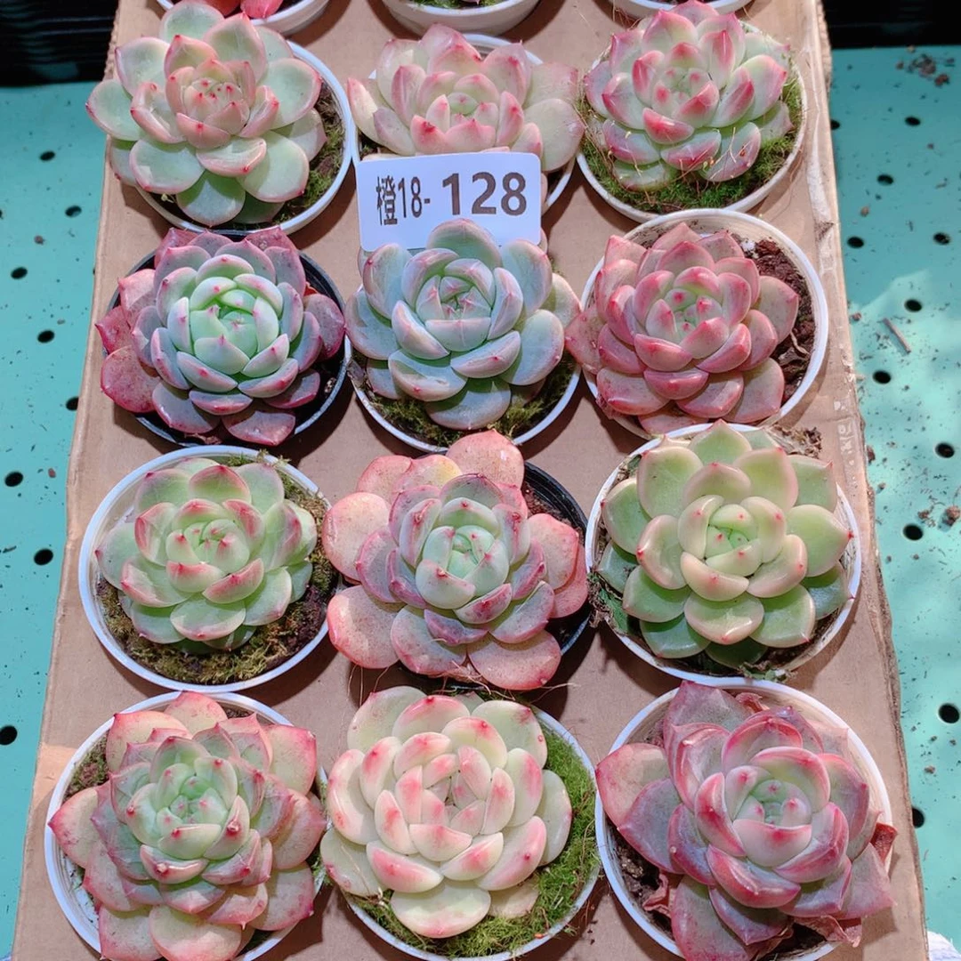 18-128一物一拍多肉带盆18颗