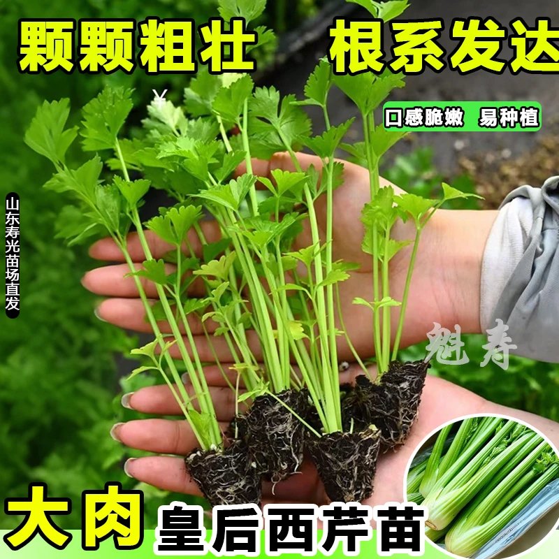 四季皇后大肉芹苗秧带土球实心西芹种子根芹红香芹蔬菜苗盆栽庭院