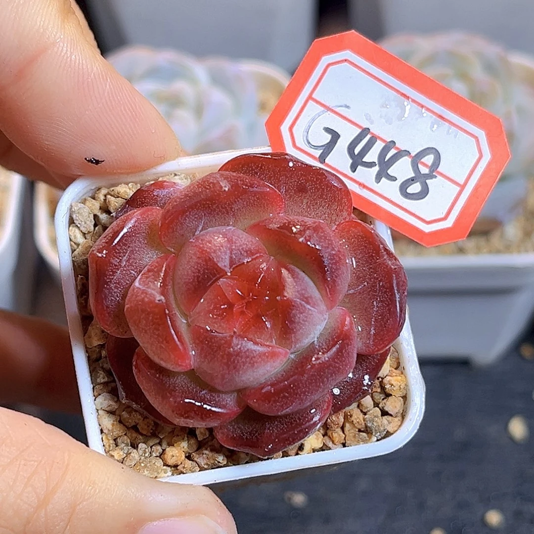 G448 孤品珍妮多肉