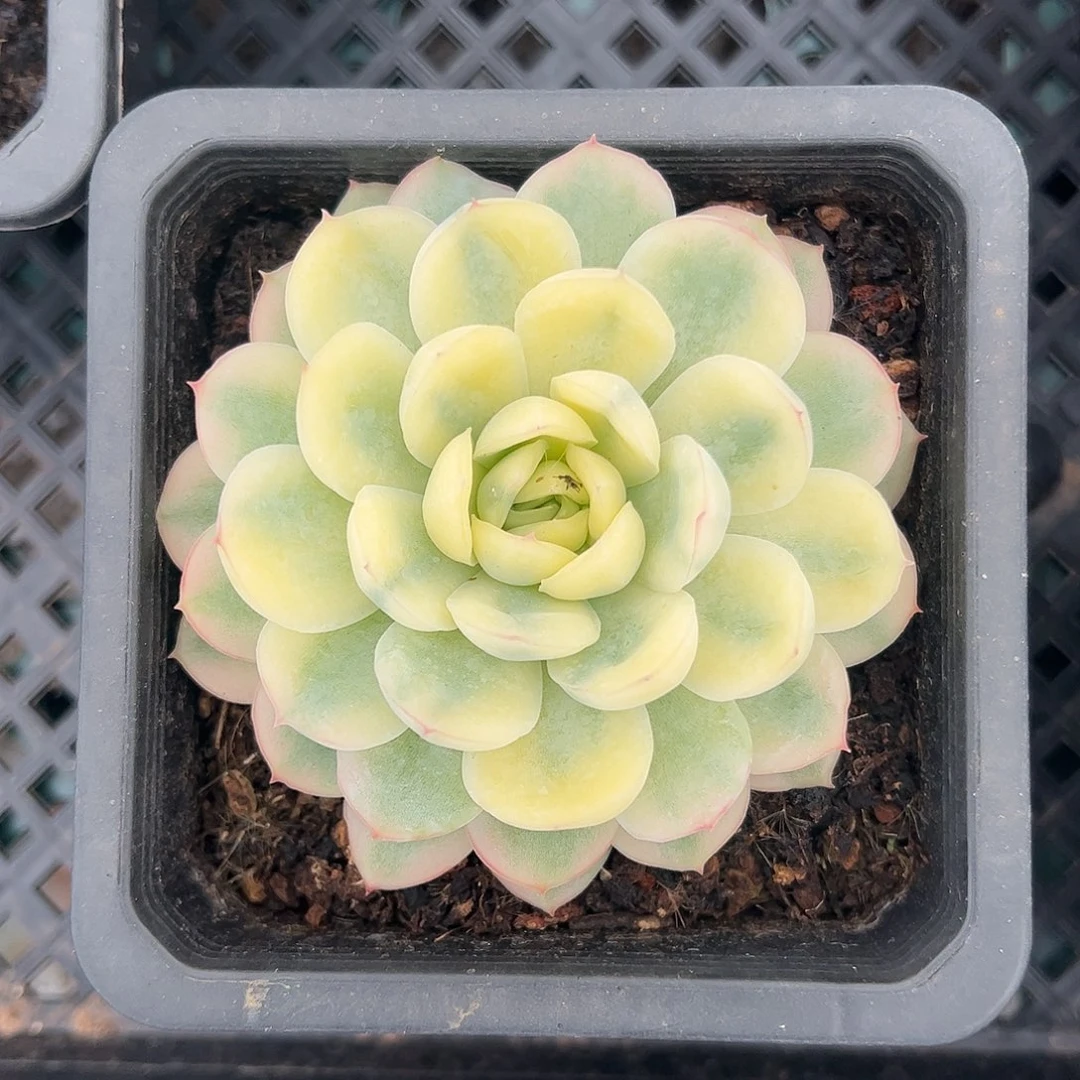 草莓冰锦 婕宝一物一拍