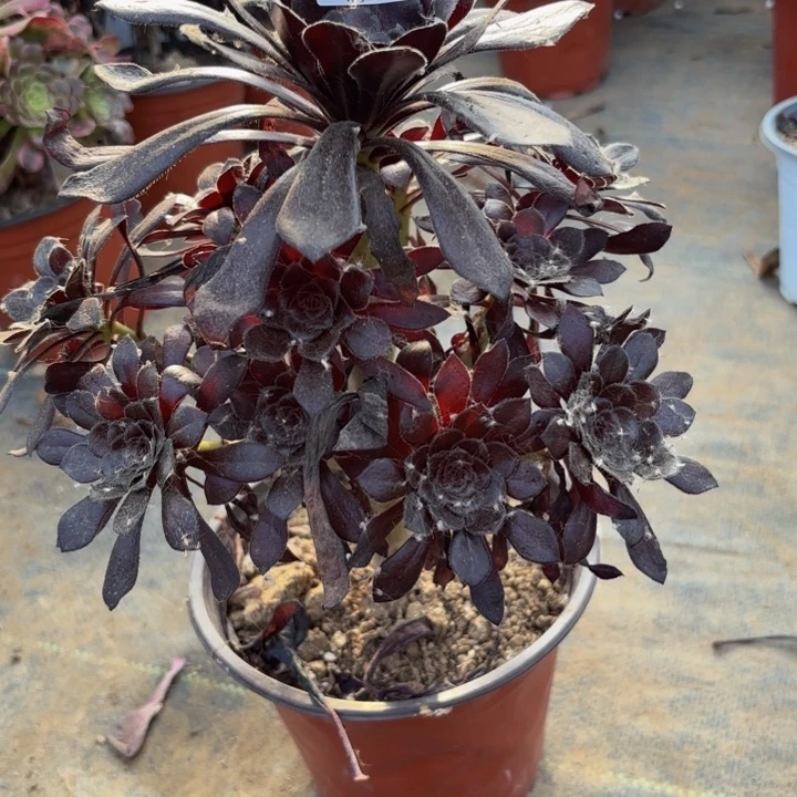 瑞妈多肉园艺，601