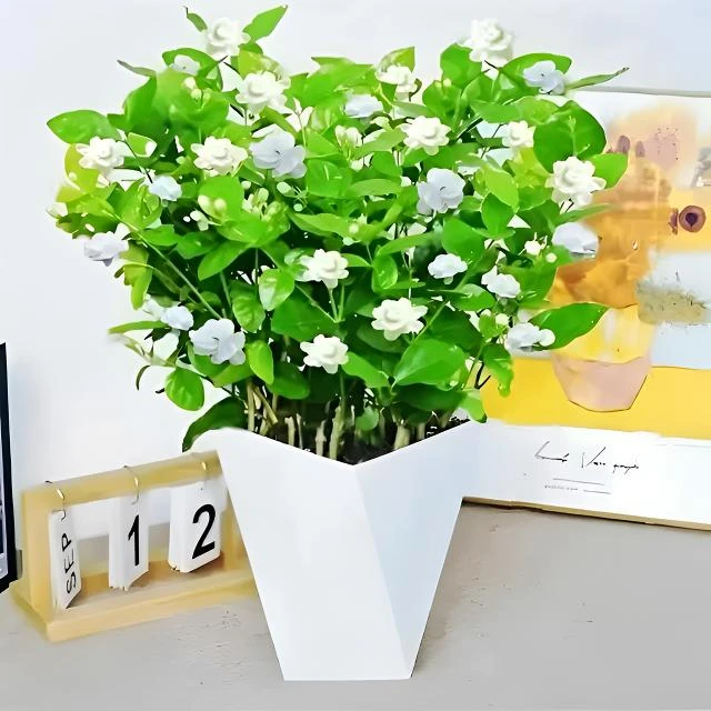 茉莉花盆栽带花苞浓香型四季开花好养易活室内外阳台庭院驱蚊绿植