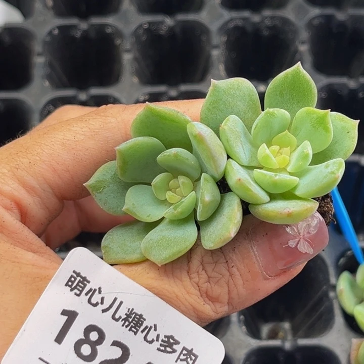 1824 多肉植物一物一拍