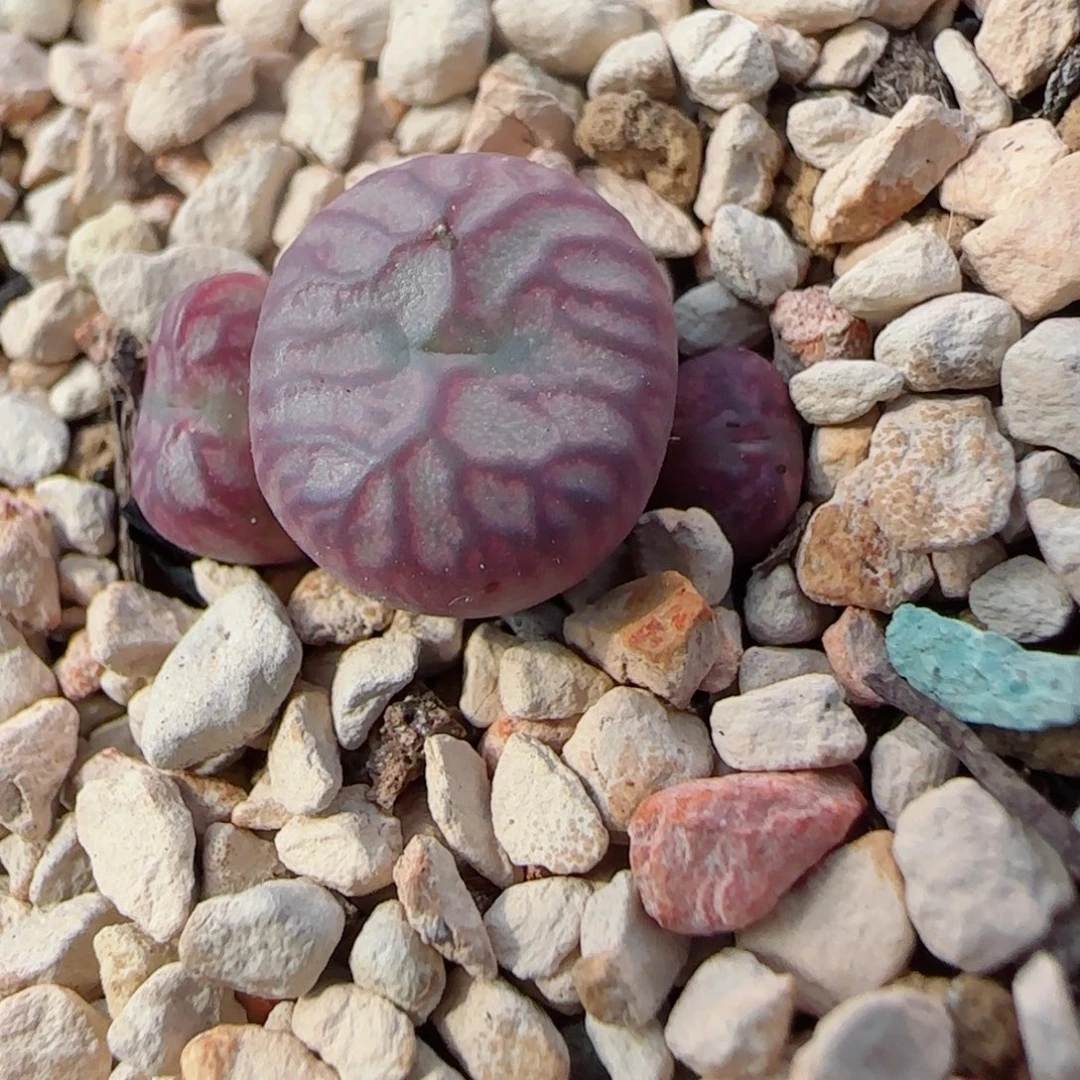 多肉植物血管送奶杂特特21号