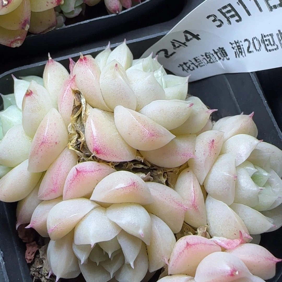 花语逸镜0311-244散