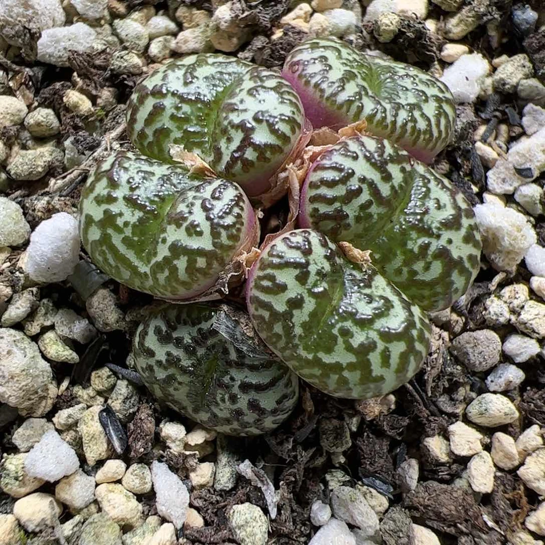 【闪购商品】283 安贞