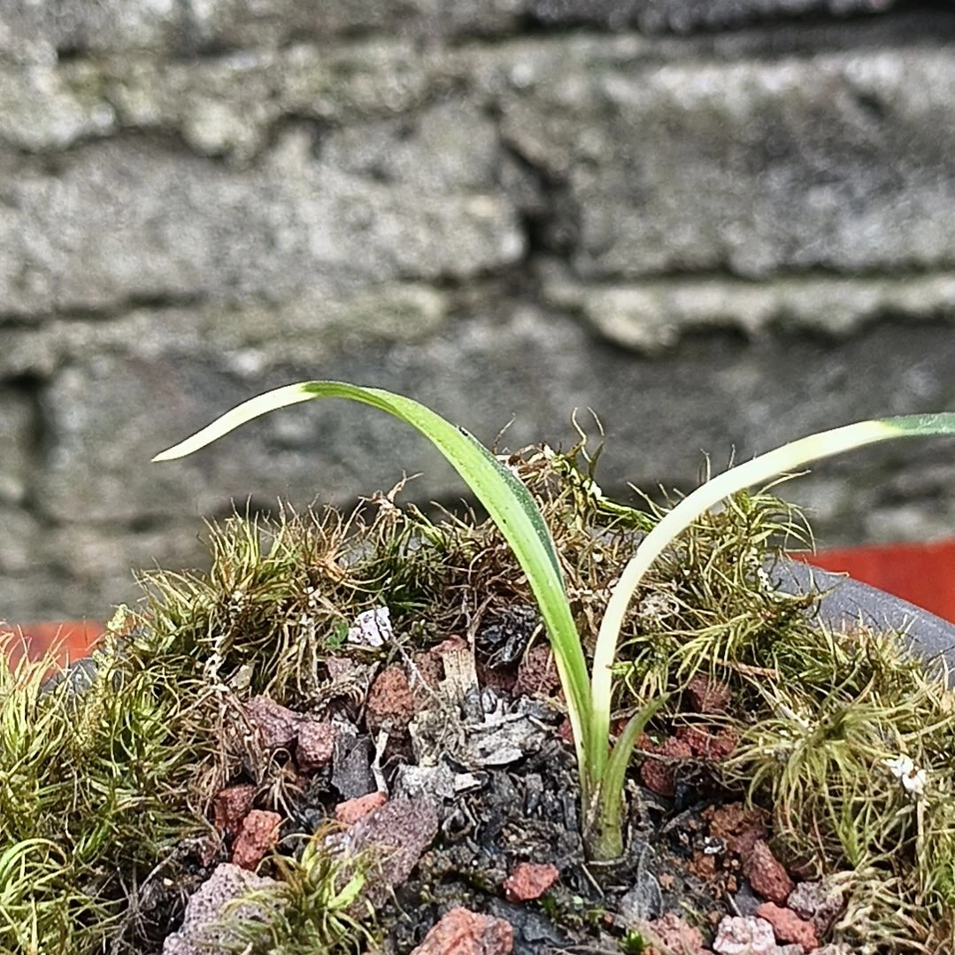 当前无花朵，栽培后可花朵