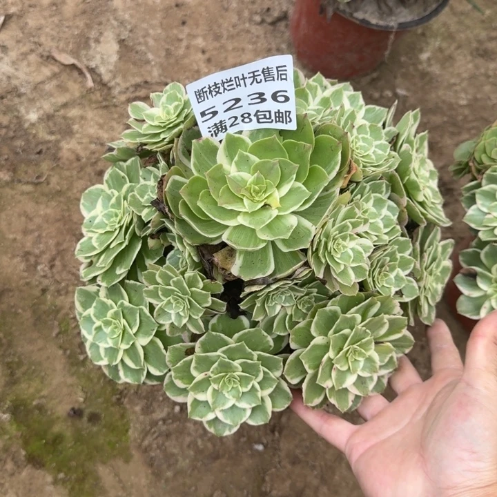 5236二号棚水蜜桃J