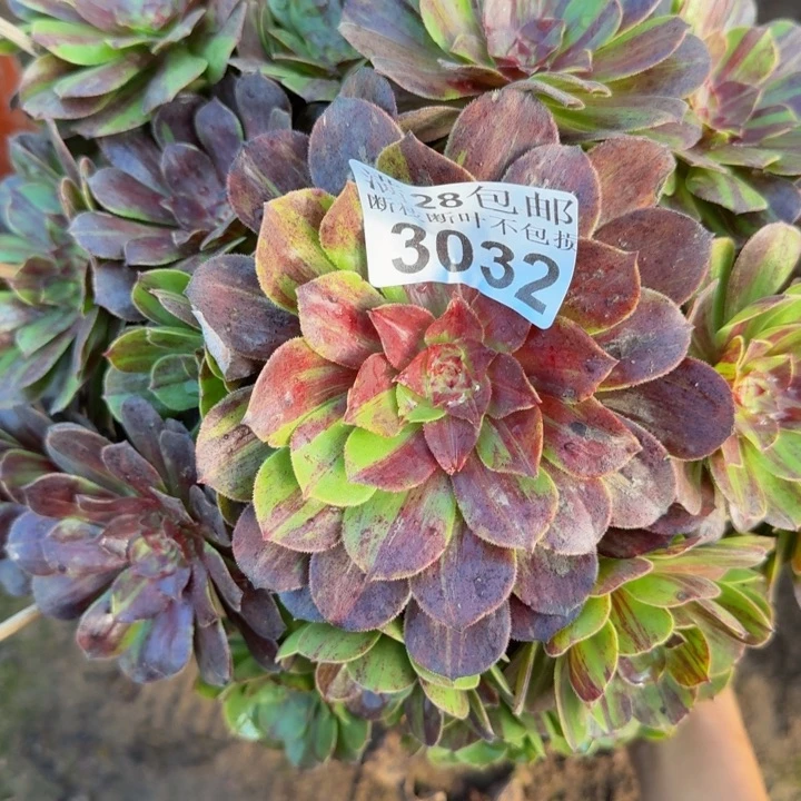q***秋3032花月夜多肉植物