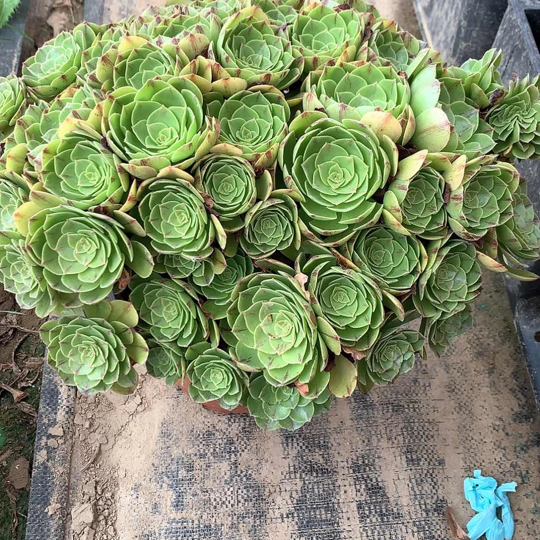 完全开放法师图片植物多肉