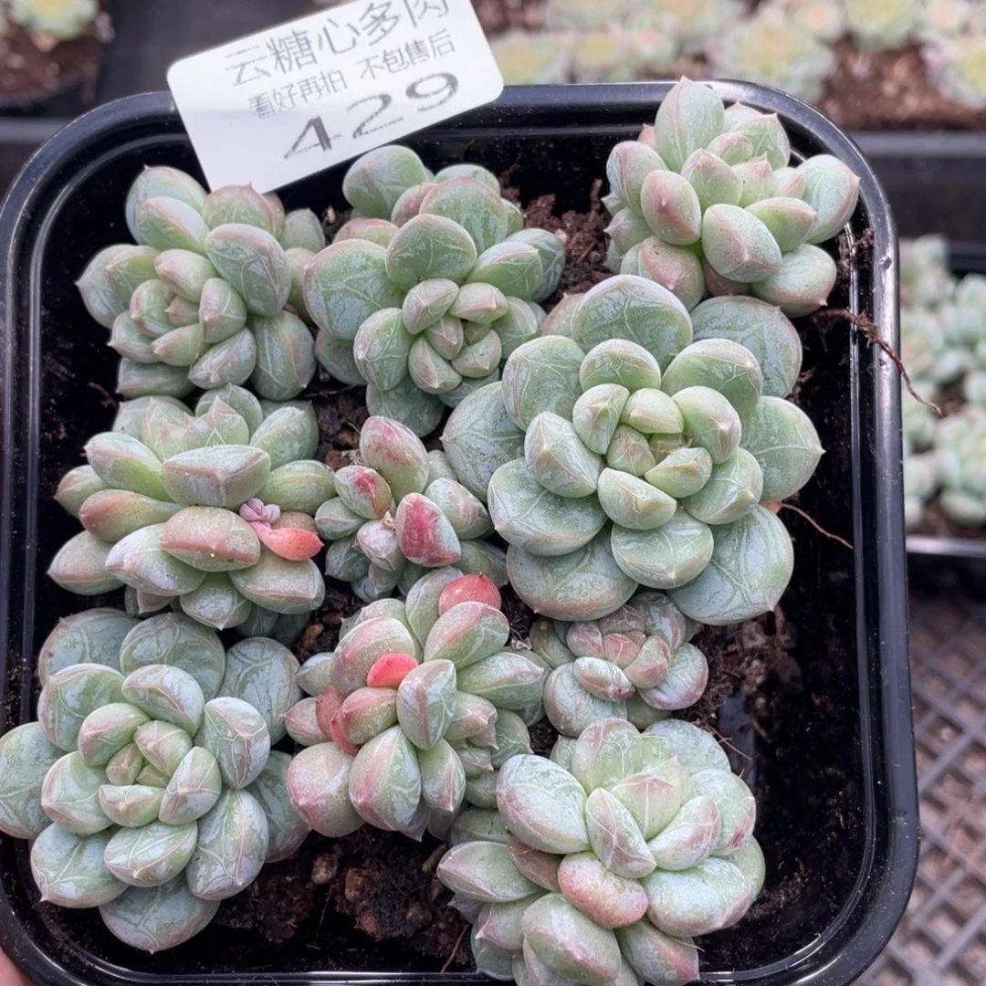 云糖心多肉植物429