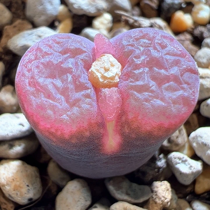 81。 优选四年母本超红体超级萝莉