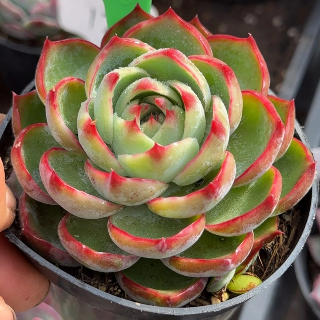 小精致惊鸿一物一拍包装收缩花旱974