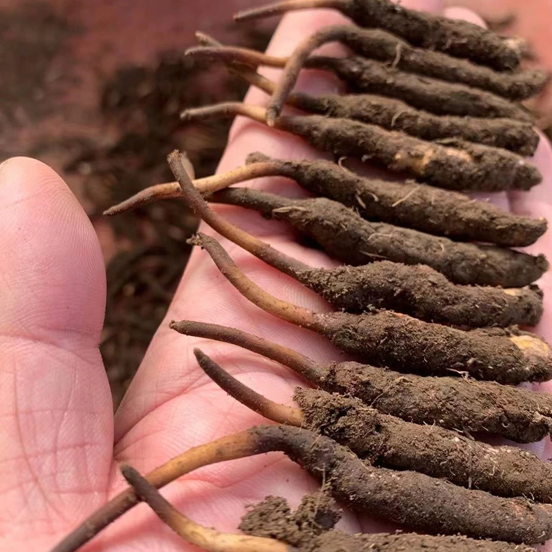 30 【扎西】新鲜冬虫夏草 青海虫草2025年新草