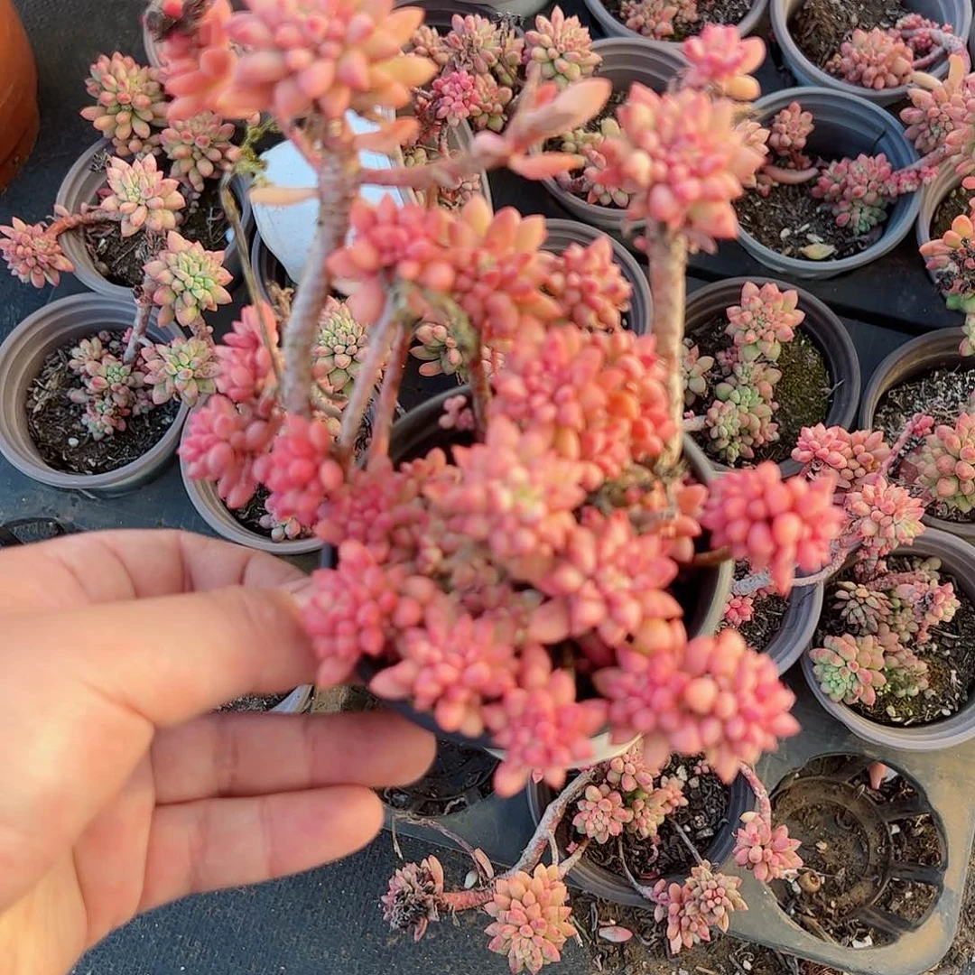 龙骨玉坠三盆老桩