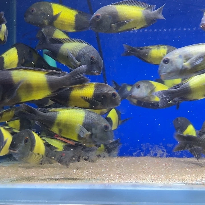 海水鱼三湖慈鲷黄宽蝴蝶11cm