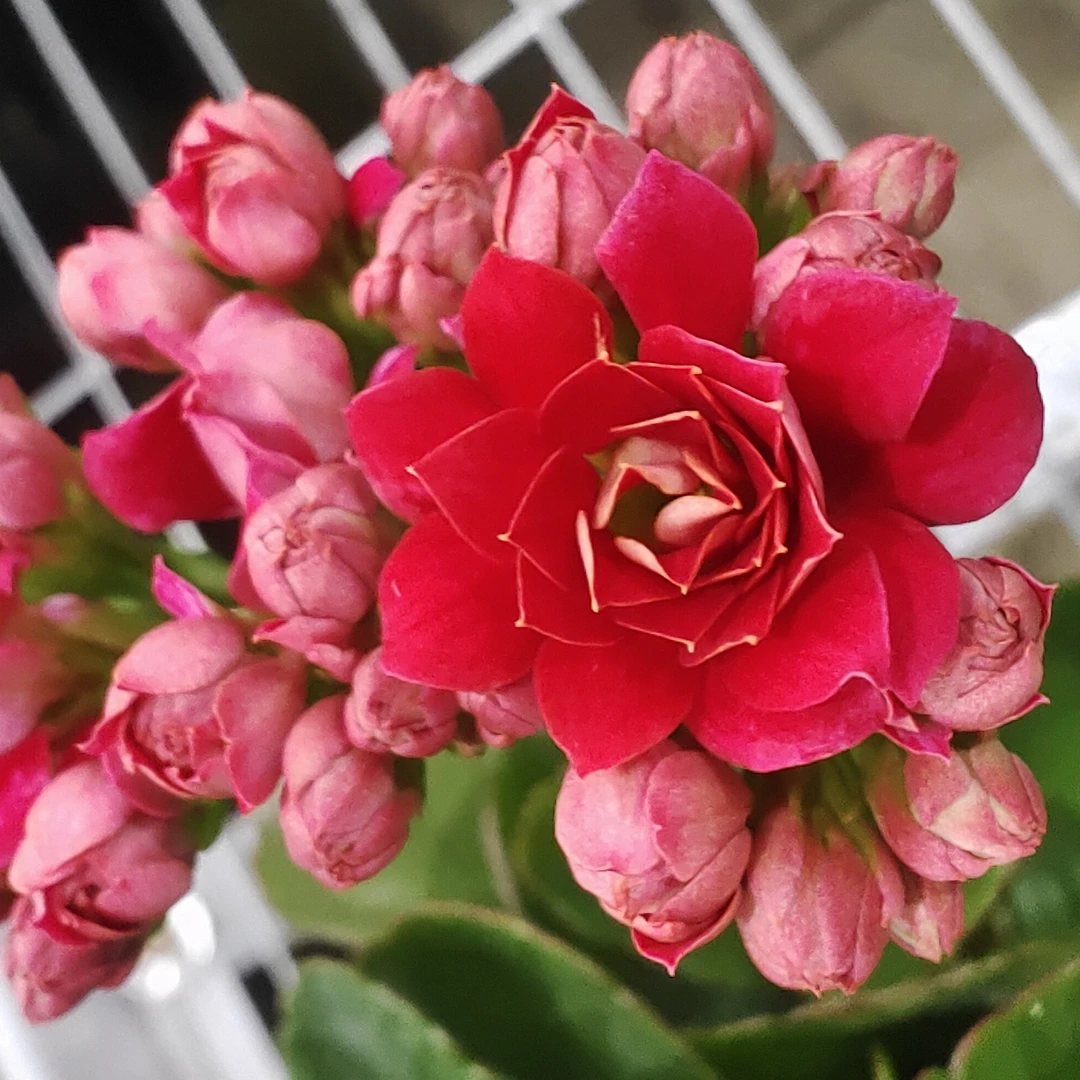 【凤舞】新品种重瓣130盆长瘦花【含盆高度23厘米左右】带花苞