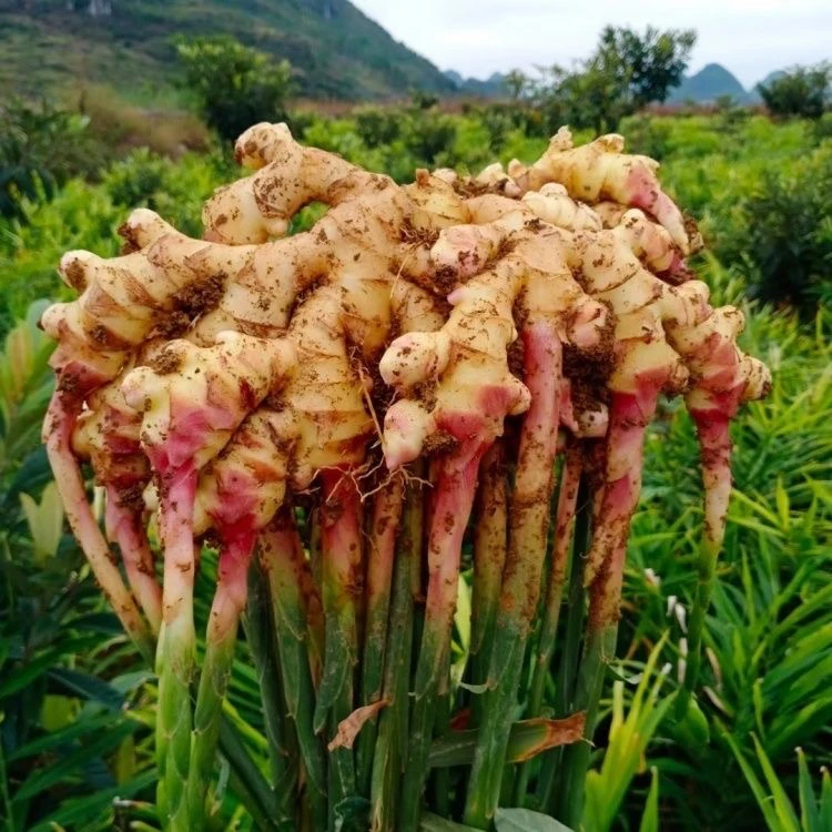 贵州本地现挖红芽嫩姜小黄姜新鲜脆嫩多汁适合腌制泡菜