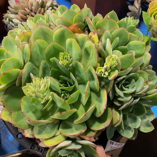 哈****哈牡丹亭14115多肉