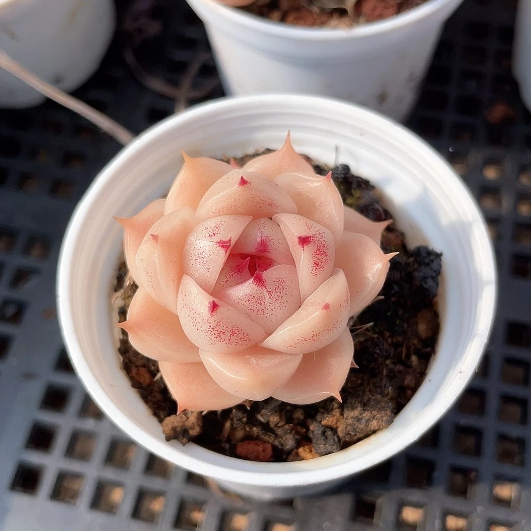 优选麦秆小精品9500