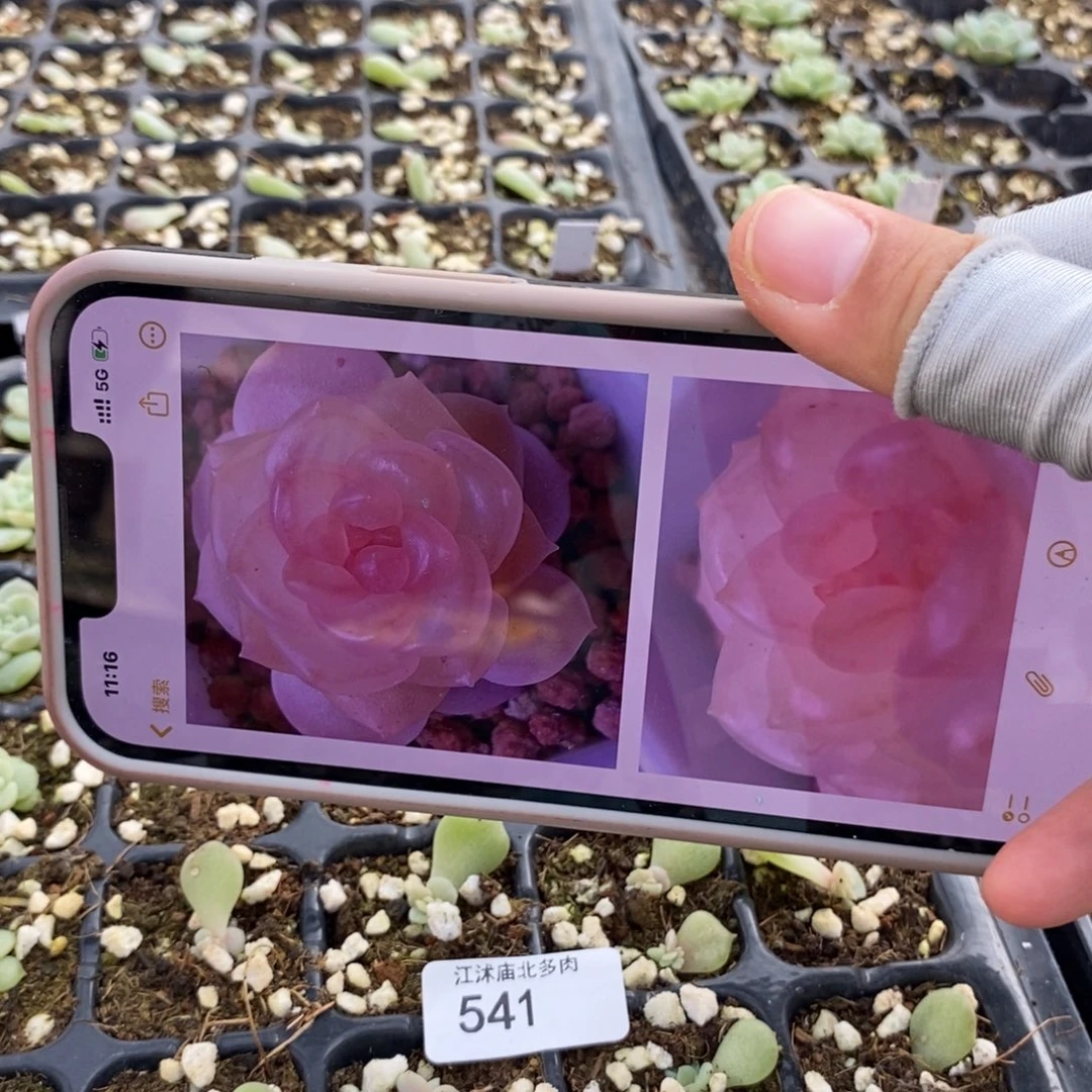 标541奶糖x43芽苗一个