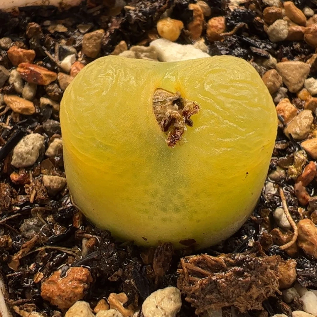 020多肉植物百科