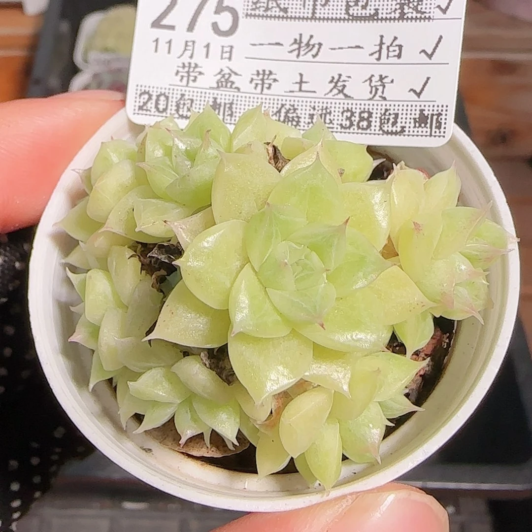 多肉1101--275麦秆群