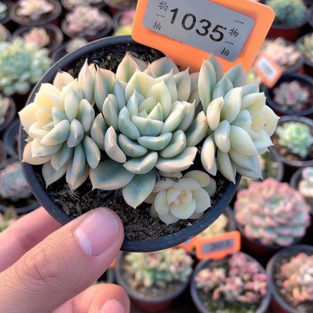 1035号月亮锦群多肉