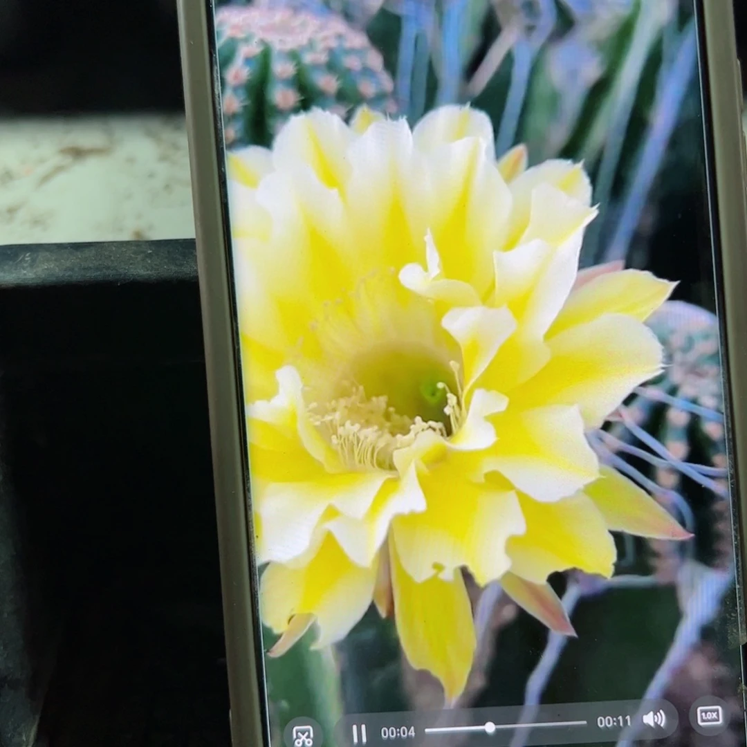 下26彩草黄绿歪无根侧芽4公分左右20包邮