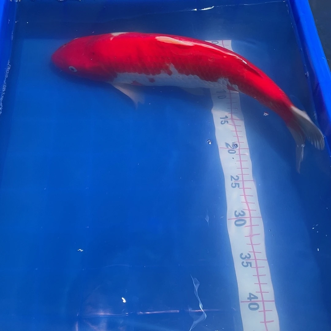 在***！海水鱼红白锦鲤1条