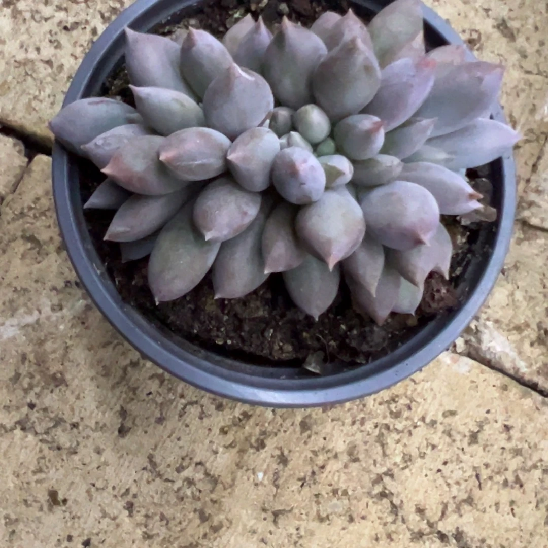 一***1多肉葡萄和坚果的