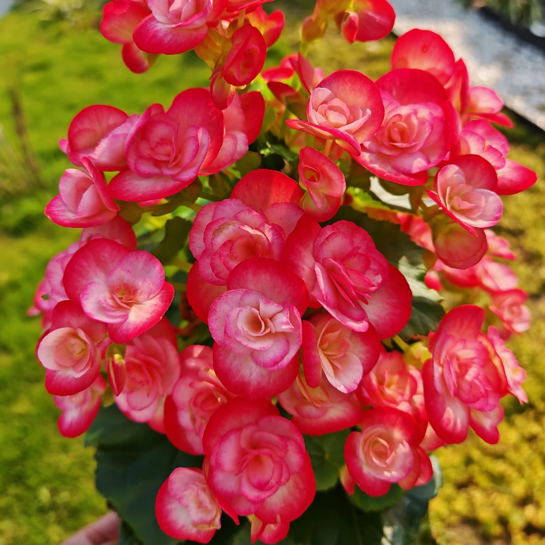 丽格海棠 白姬（贝姬）